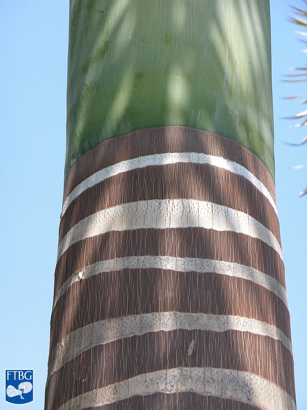   Roystonea oleracea  leaf scar rings. Photograph courtesy of Fairchild Tropical Botanical Garden, Guide to Palms  http://palmguide.org/index.php  