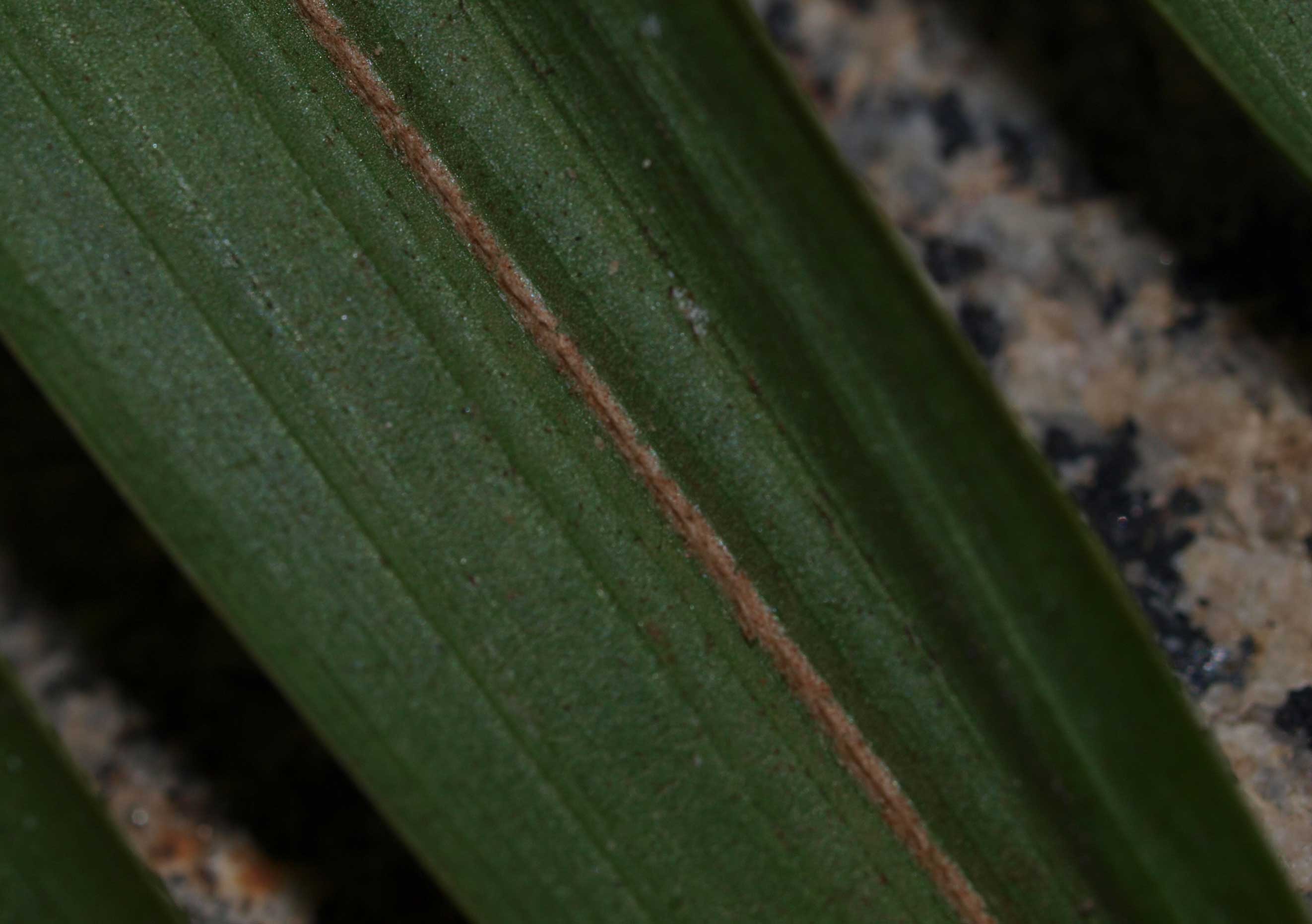   Roystonea oleracea  closer view of leaflet abaxial midrib and pubescence 
