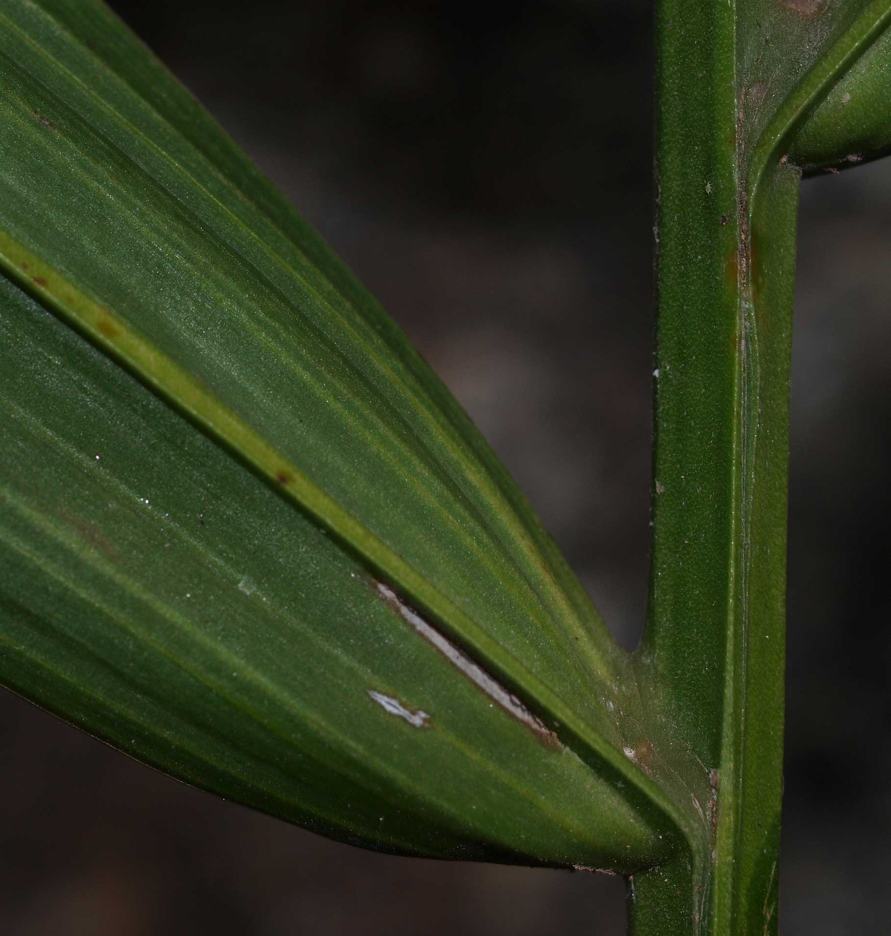   Roystonea oleracea  leaflets, adaxial view 