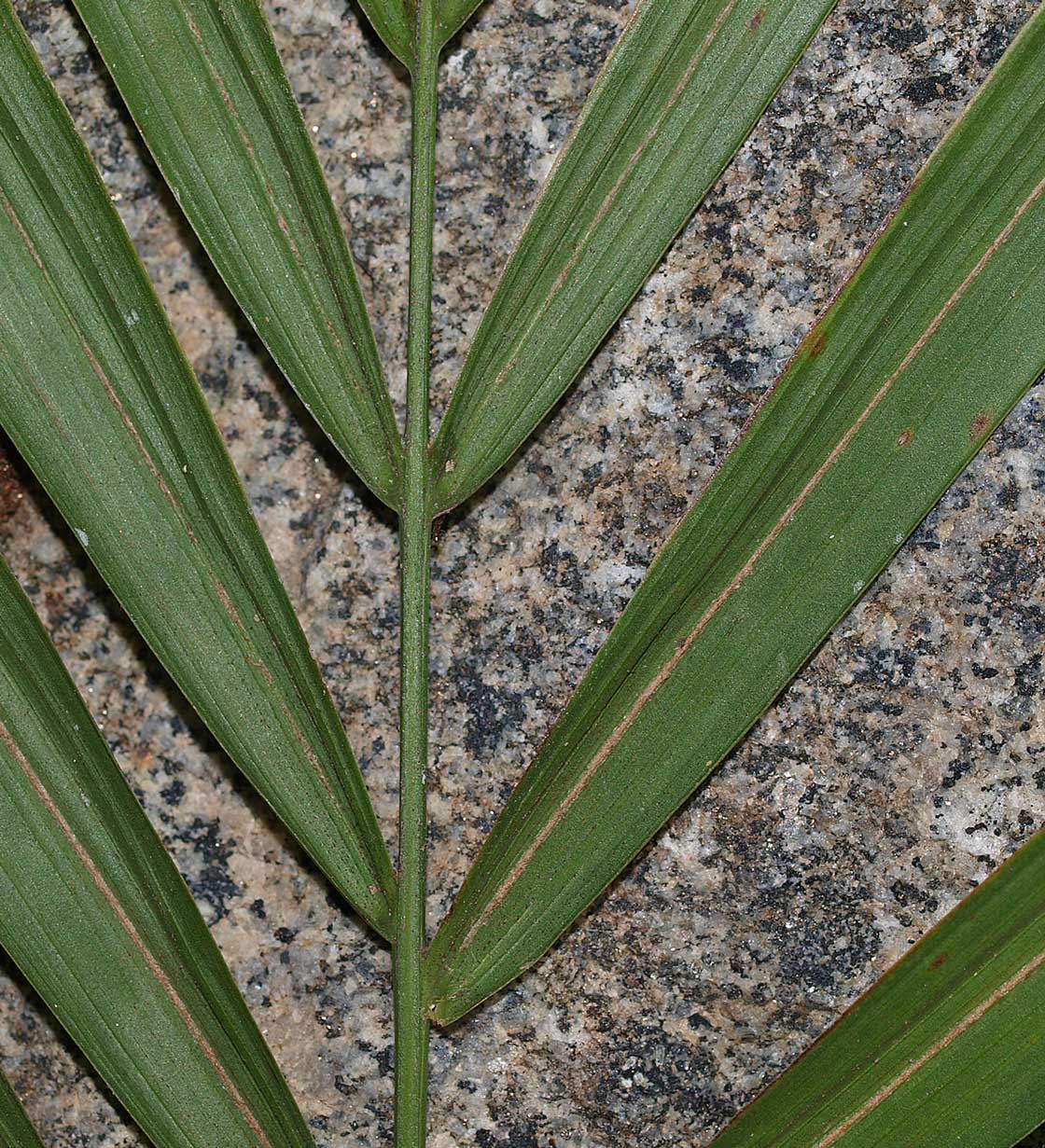   Roystonea oleracea  leaflets, abaxial view 