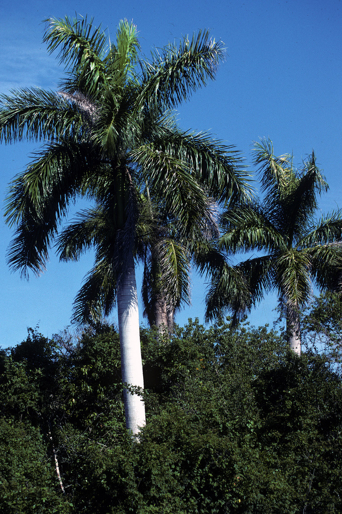   Roystonea regia  habit. Photograph courtesy of Scott Zona. 