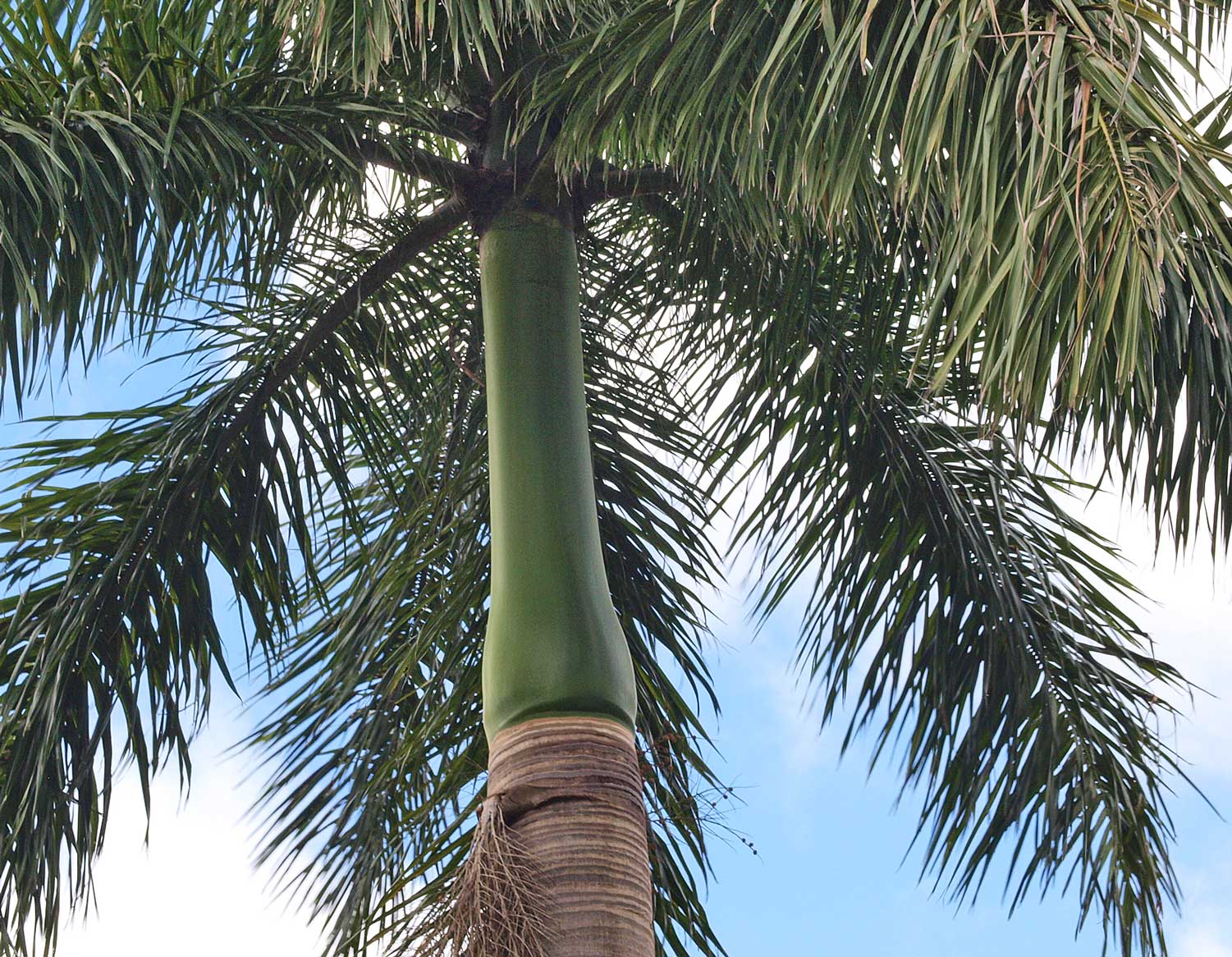   Roystonea regia  crown shaft and base of canopy 