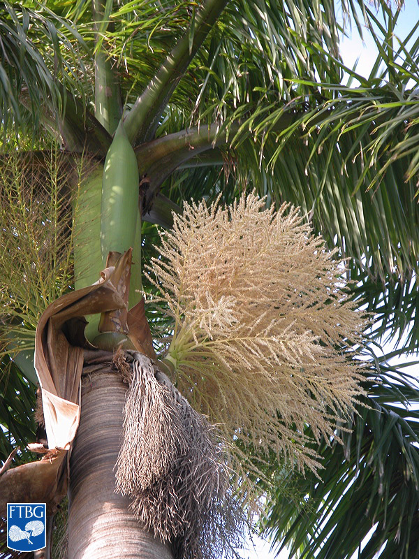   Roystonea regia  inflorescence. Photograph courtesy of Fairchild Tropical Botanical Garden, Guide to Palms  http://palmguide.org/index.php  