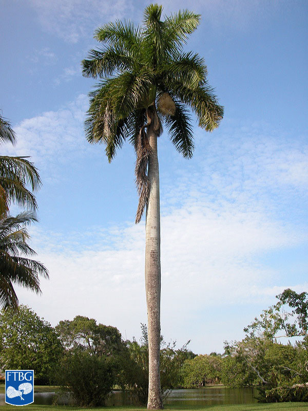   Roystonea regia  habit. Photograph courtesy of Fairchild Tropical Botanical Garden, Guide to Palms  http://palmguide.org/index.php  