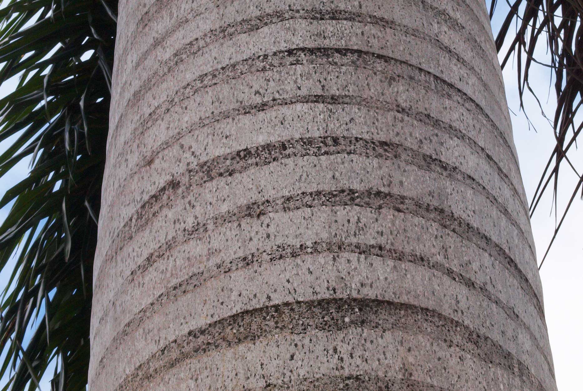   Roystonea regia  stem with leaf scar rings 