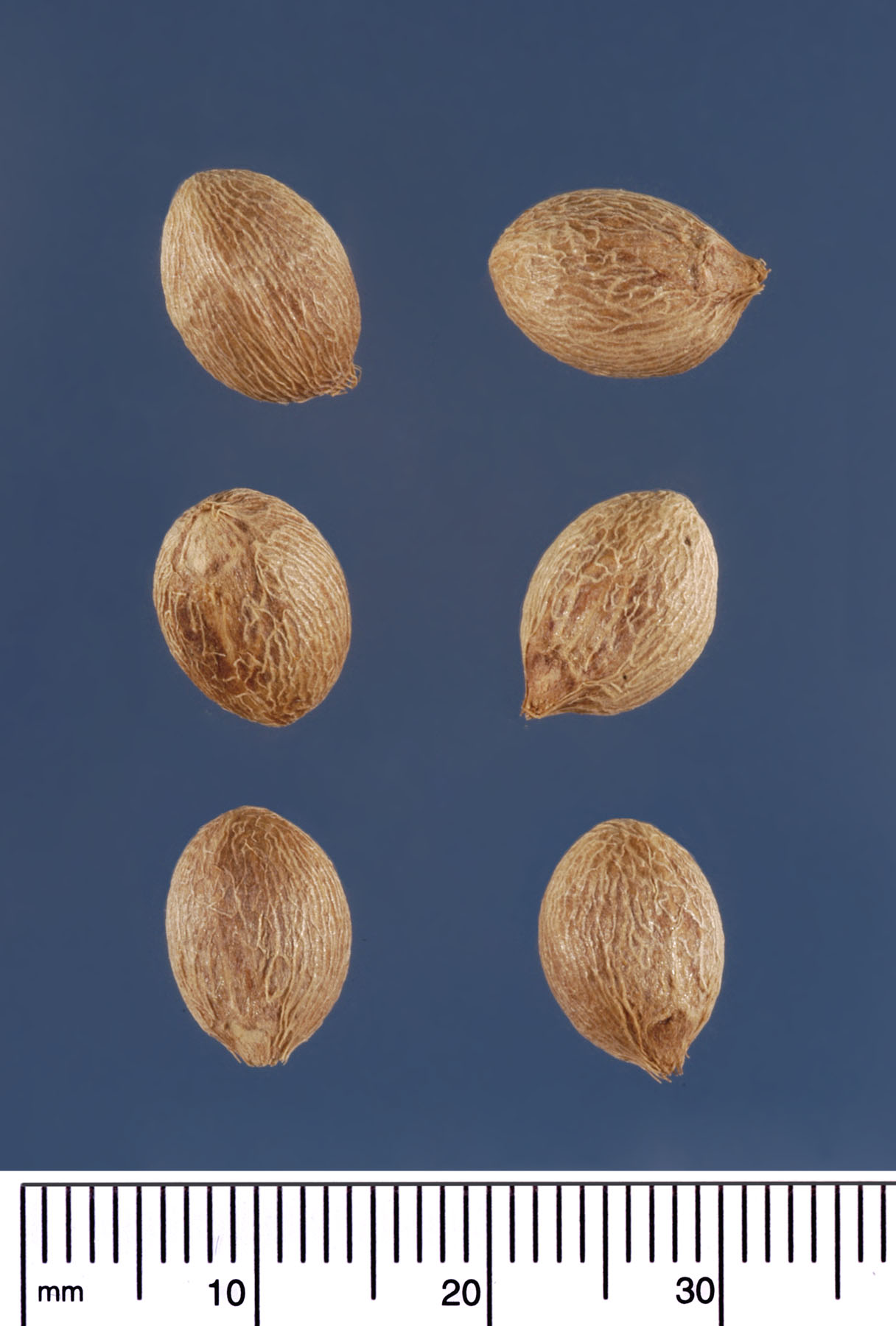   Roystonea regia  seeds. Photograph courtesy of Mariana P. Beckman, DPI 