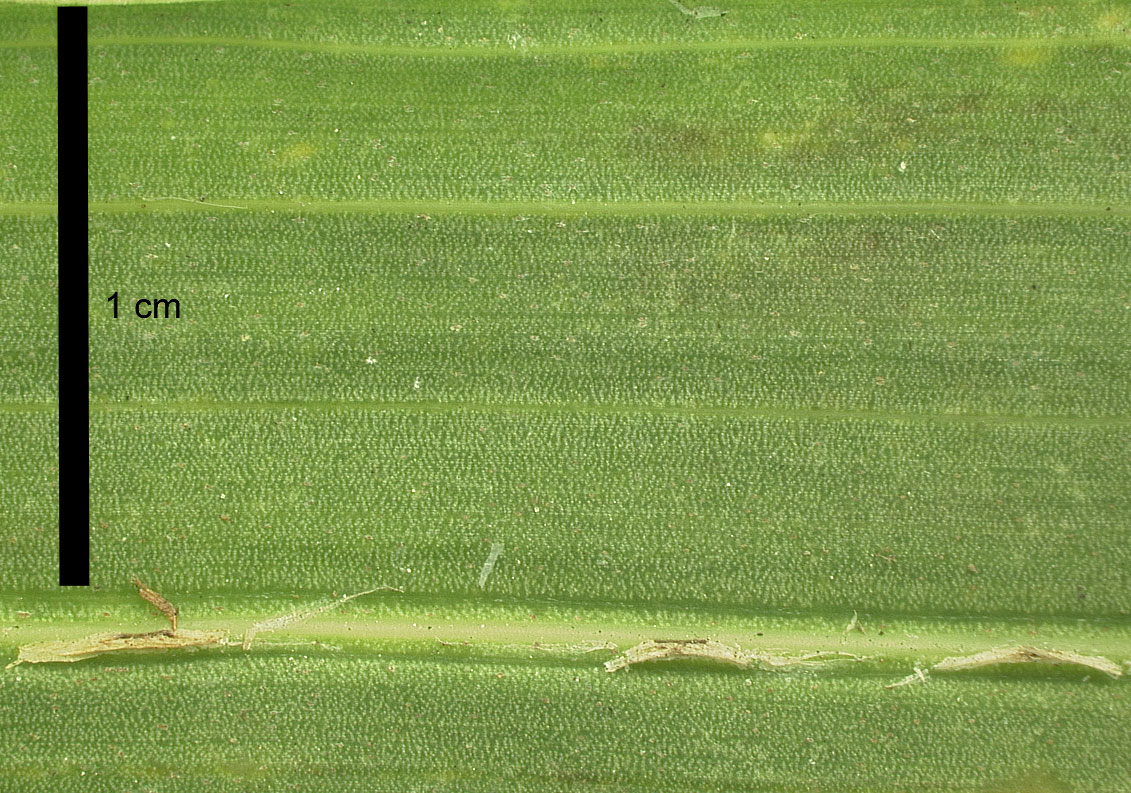  Roystonea regia  leaflet with ramenta 