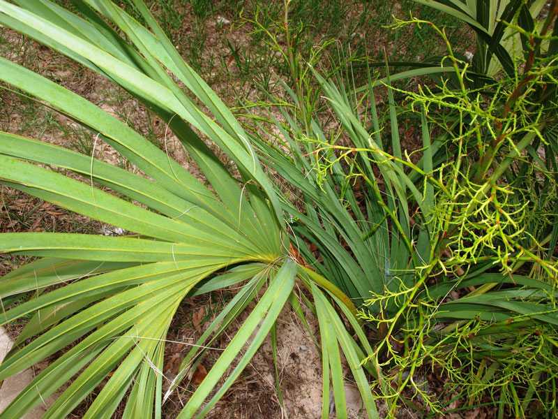   Sabal etonia  costa and inflorescence. 