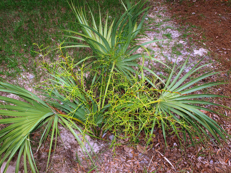   Sabal etonia  habit. 