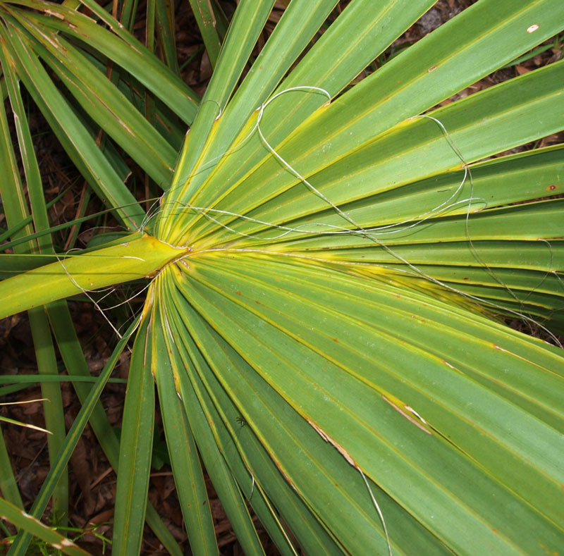   Sabal etonia  hastula and fibers. 
