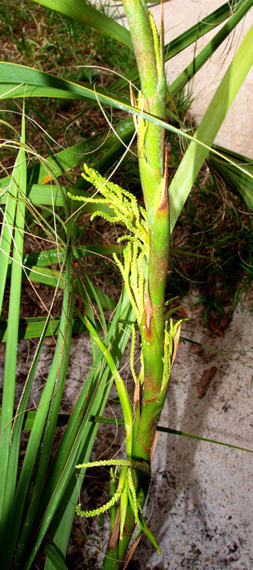  Sabal etonia  closer view of inflorescence. 