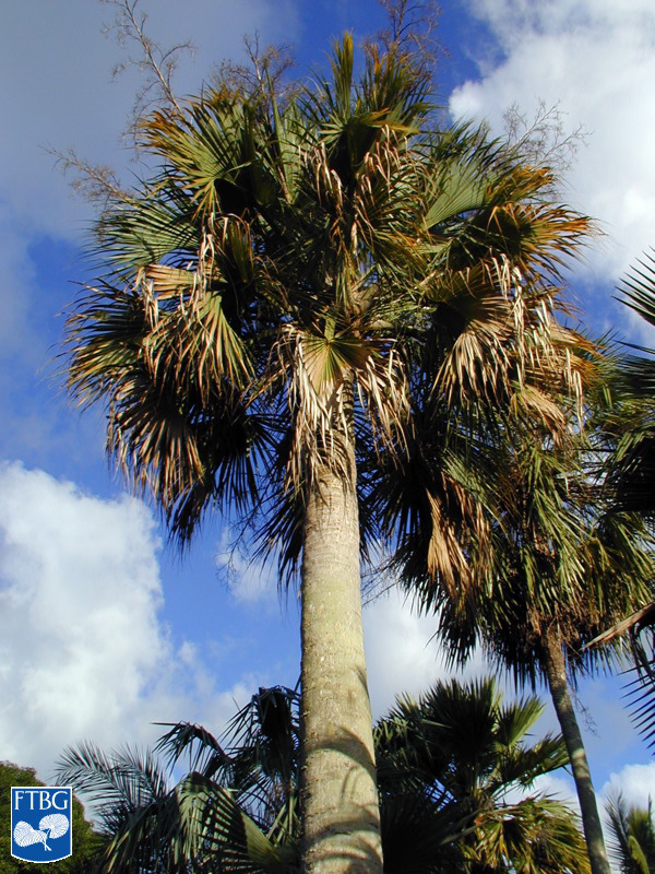   Sabal causiarum  habit. Photograph courtesy of Fairchild Tropical Botanical Garden, Guide to Palms  http://palmguide.org/index.php  