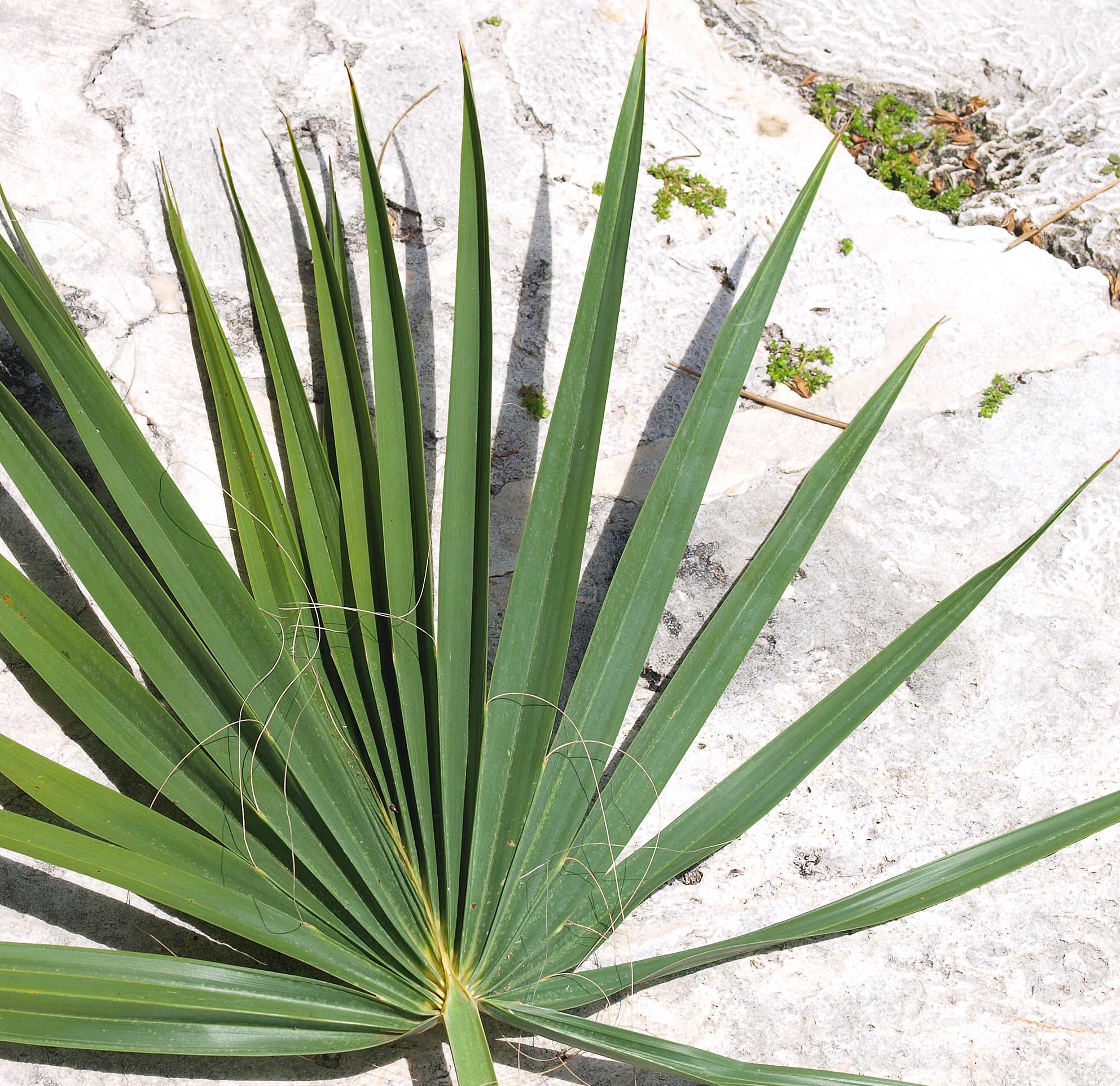   Sabal causiarum  leaf blade with fibers 