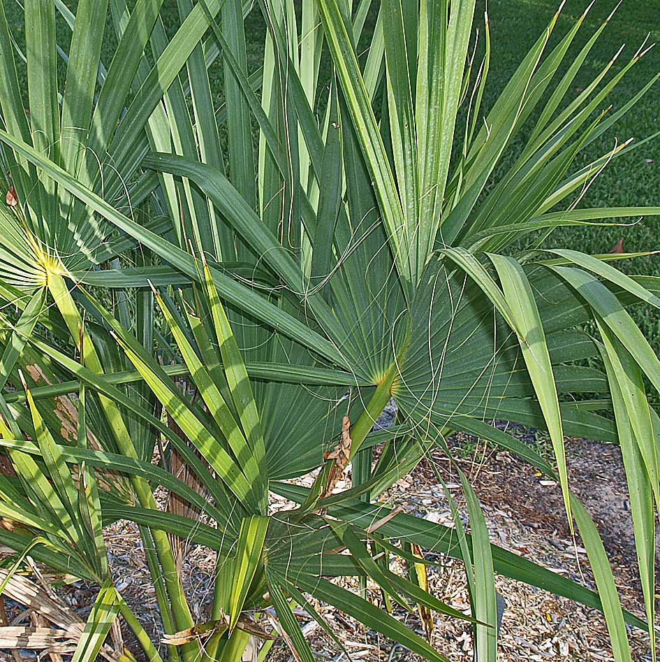   Sabal causiarum  leaves 