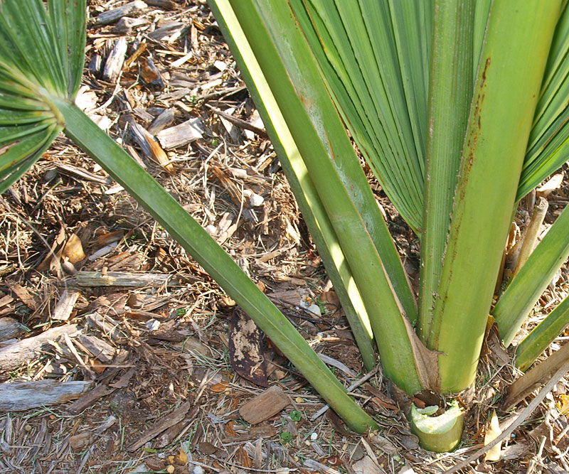   Sabal causiarum  leaf bases with beige-brown ligule 