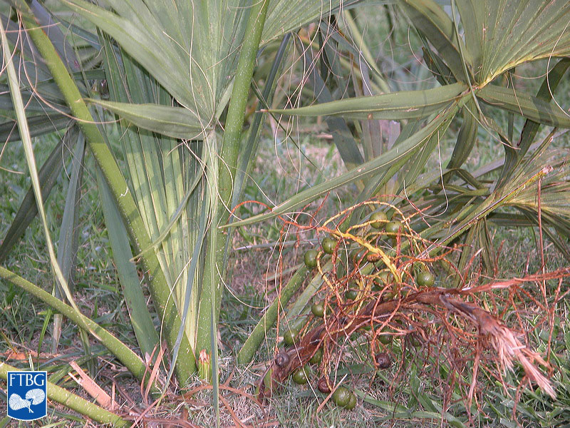   Sabal etonia  with fruit. Photograph courtesy of Fairchild Tropical Botanical Garden, Guide to Palms  http://palmguide.org/index.php  