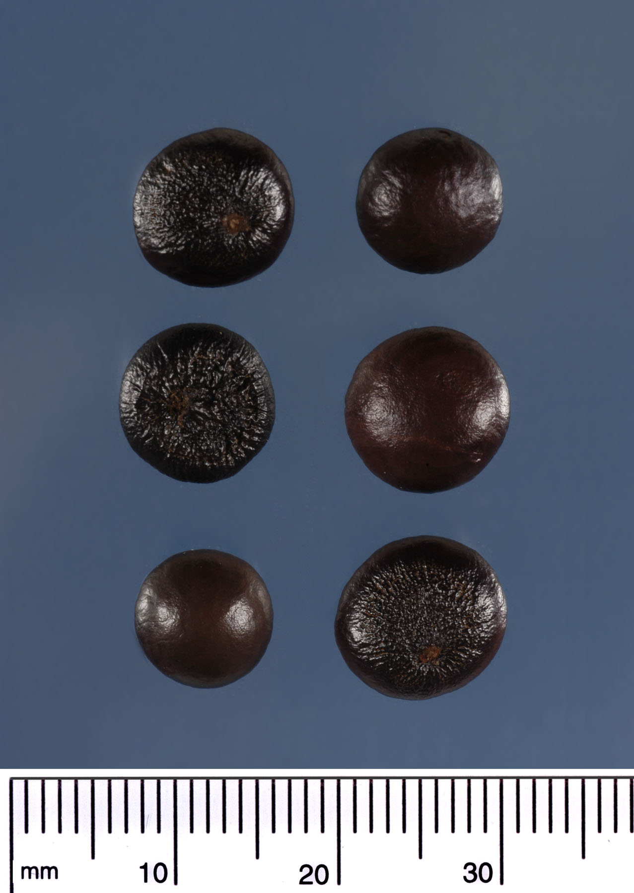   Sabal etonia  seeds. Photograph courtesy of Mariana P. Beckman, DPI. 