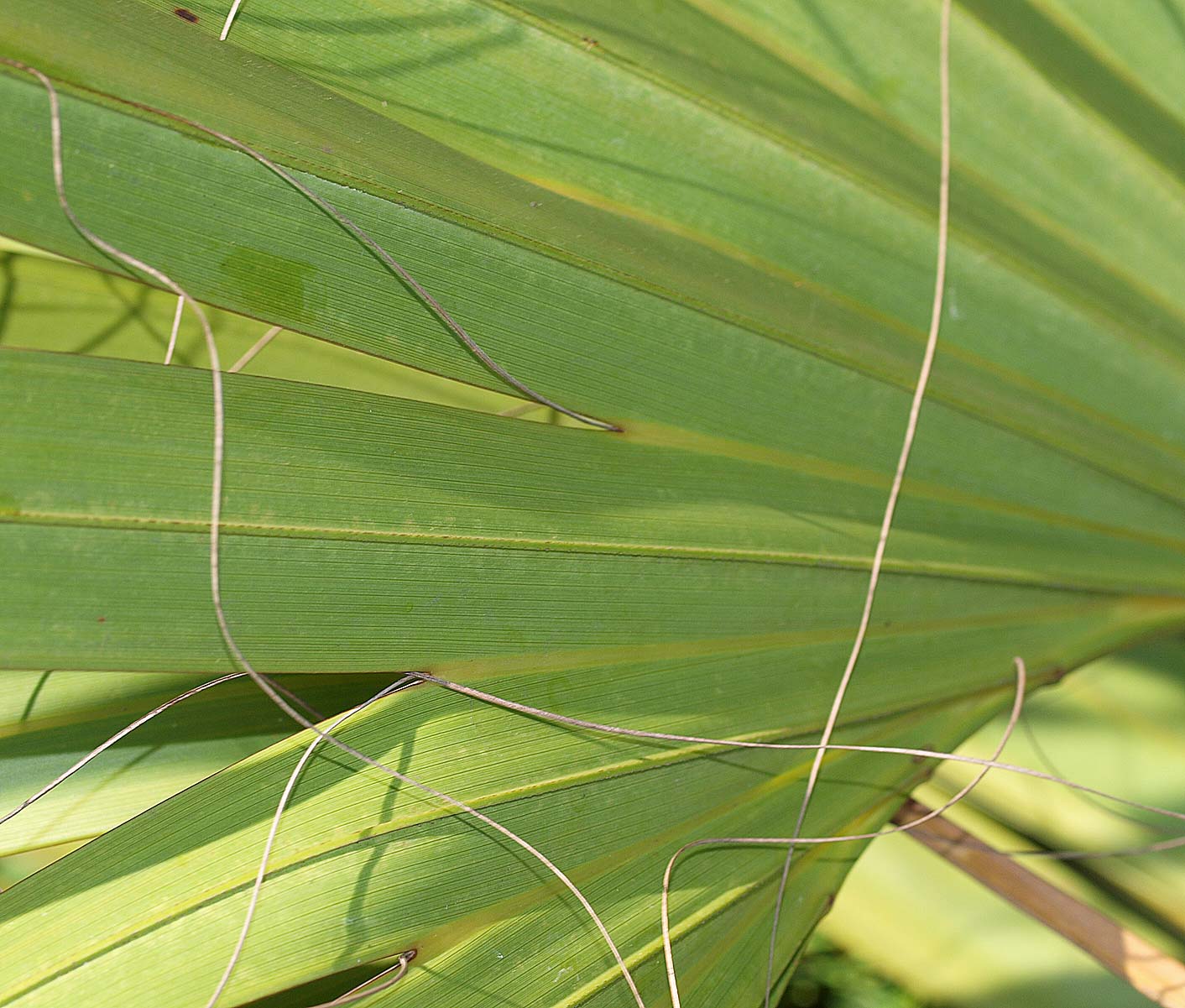   Sabal mexicana  leaf with fibers 