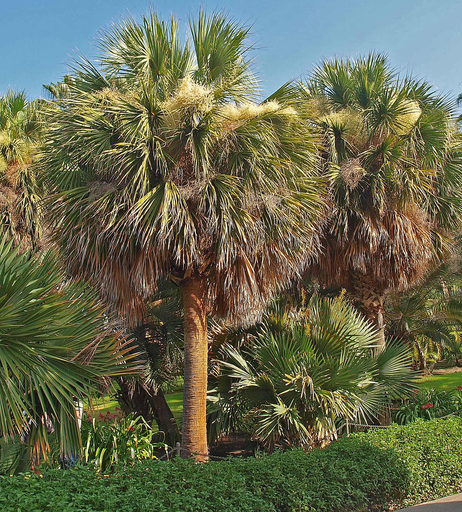   Sabal mexicana  habit. 