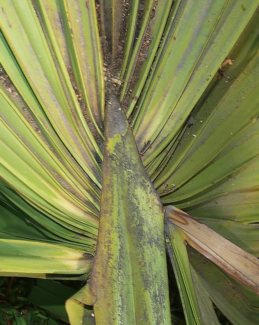   Sabal mexicana  adaxial hastula 