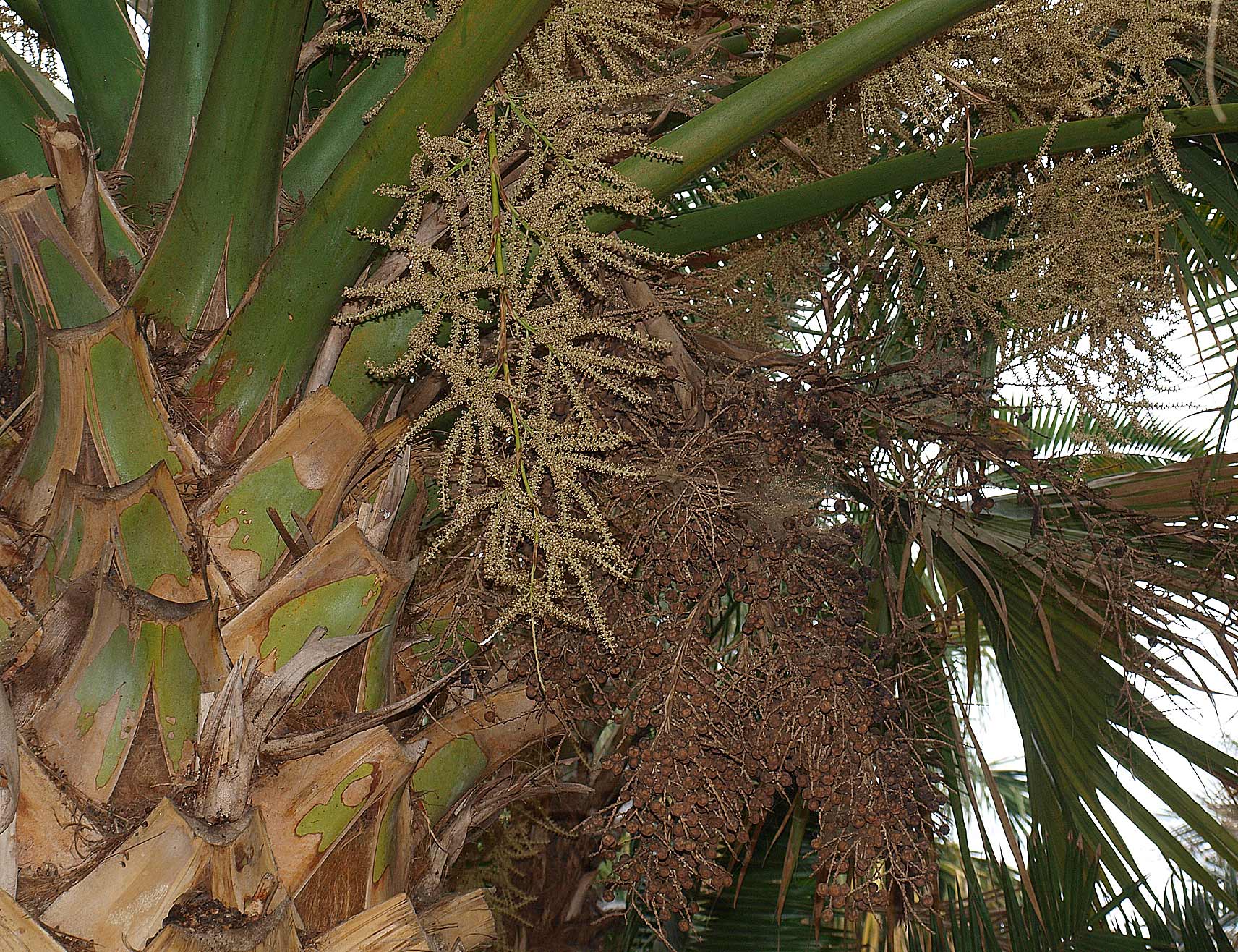   Sabal mexicana  stem with inflorescence 