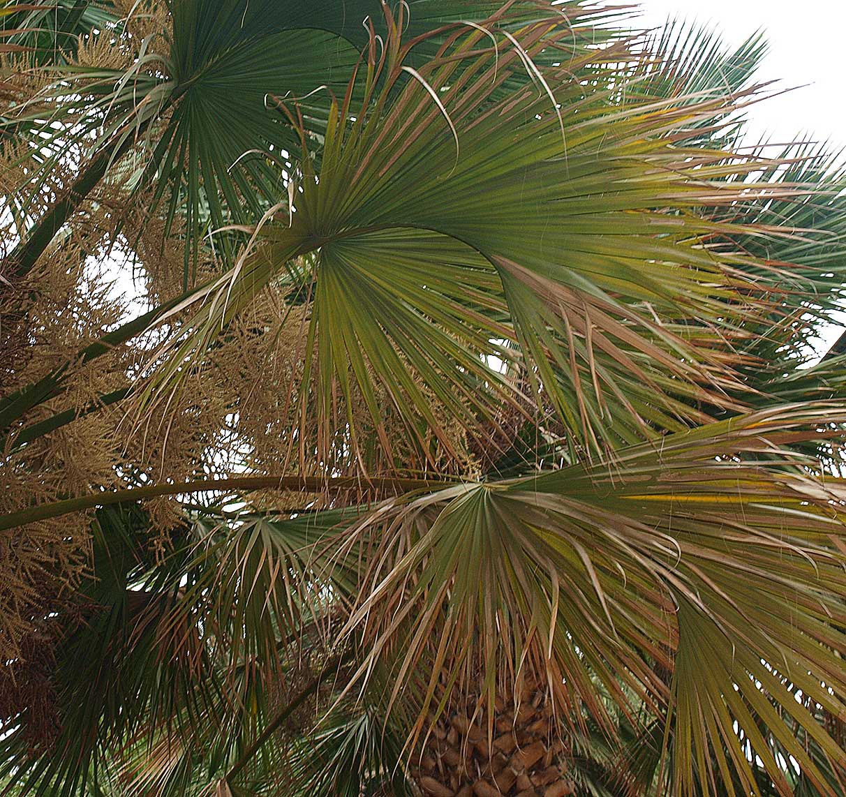   Sabal mexicana  leaves, with arching costa 