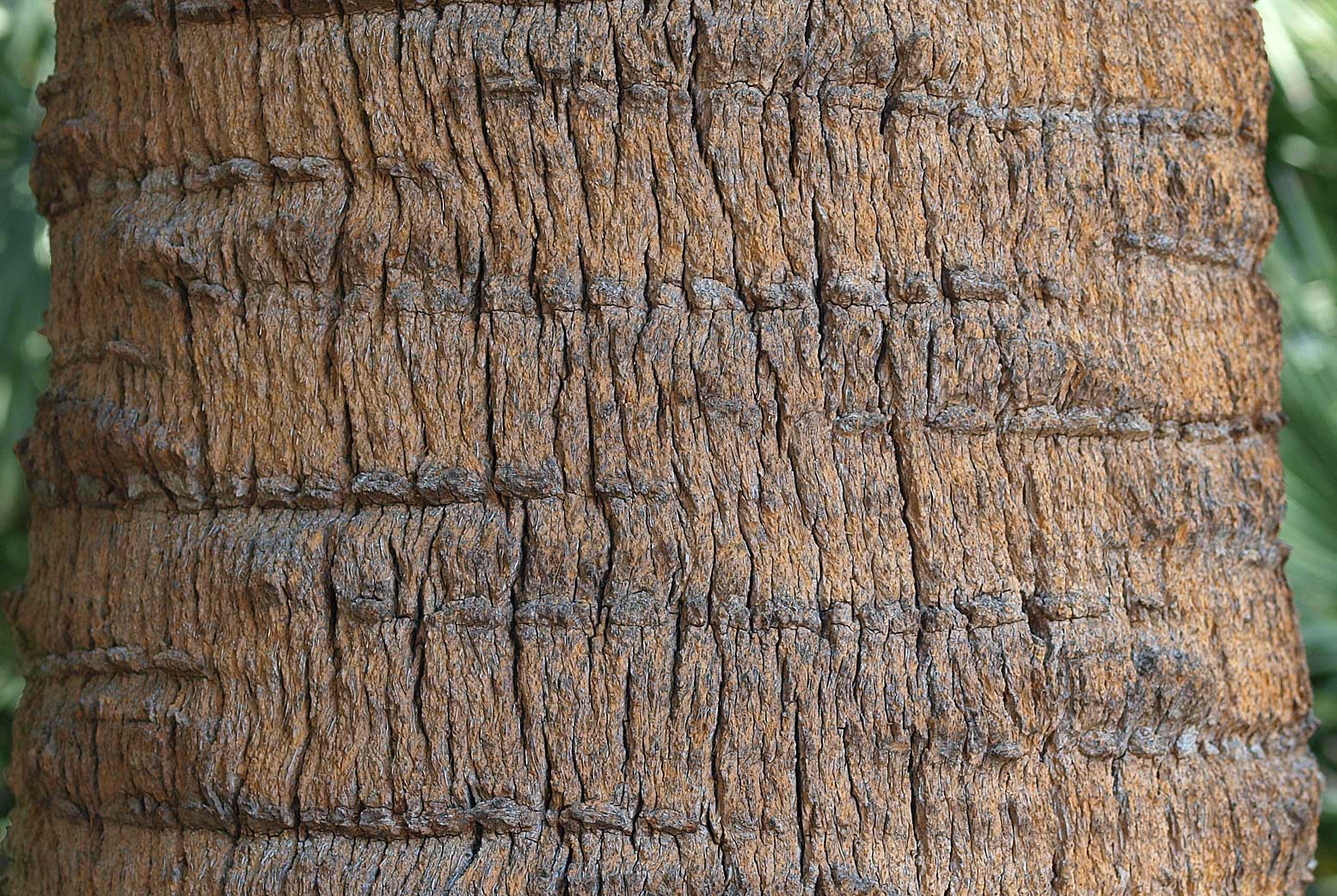   Sabal mexicana  stem 