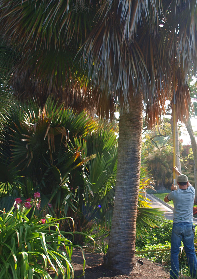   Sabal mexicana  stem with human for size comparison 