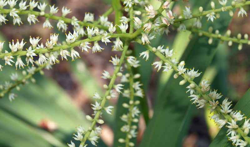   Sabal minor  closer view of flowers 