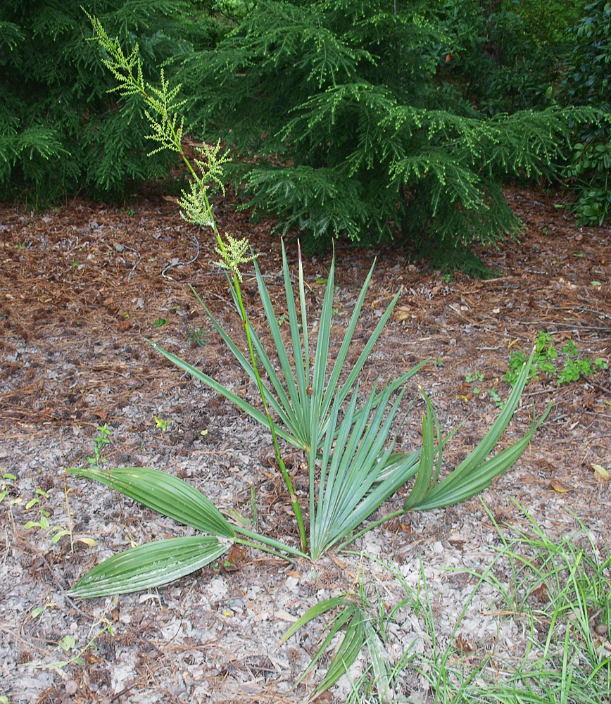   Sabal minor  habit, young individual 