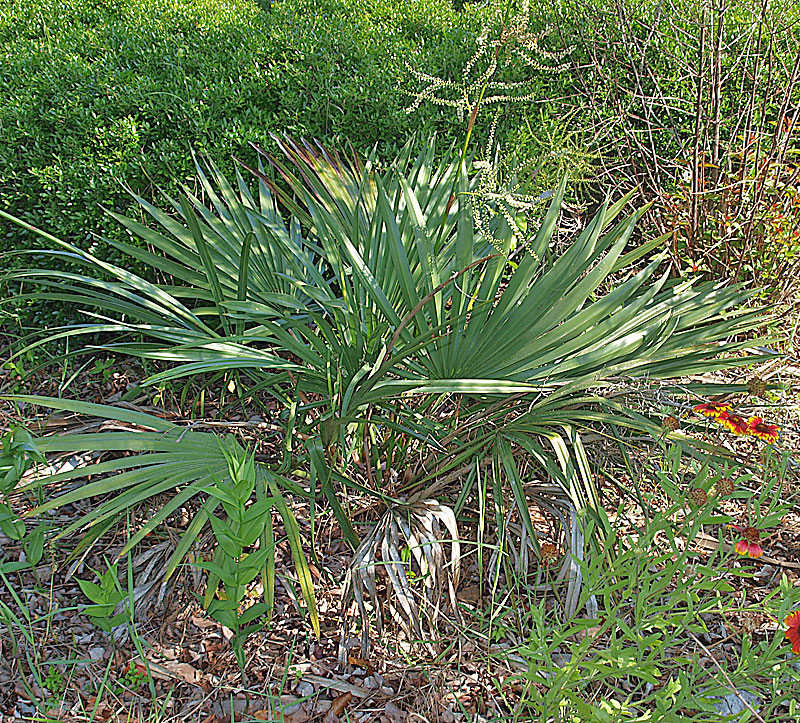   Sabal minor  habit, individual palm 