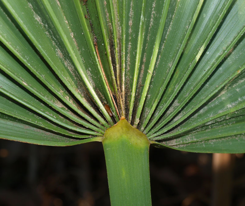   Sabal minor  leaf hastula (adaxial view of leaf) 