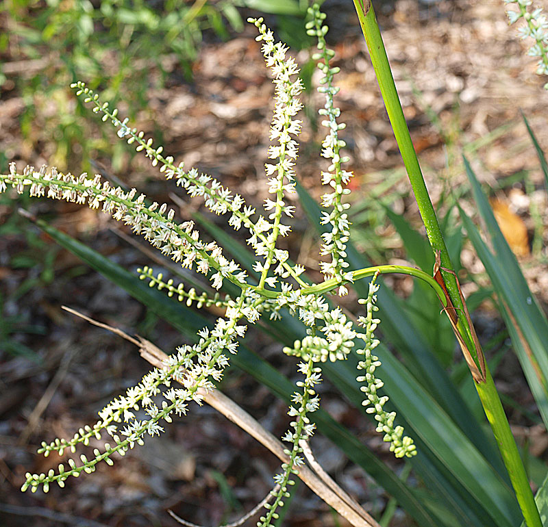   Sabal minor  flowers 