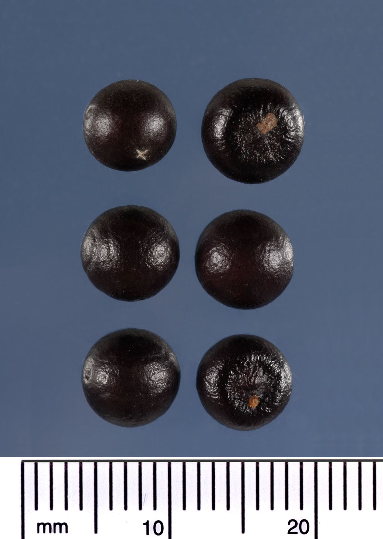   Sabal minor  seeds (mm scale). Photograph courtesy of Mariana P. Beckman, DPI 