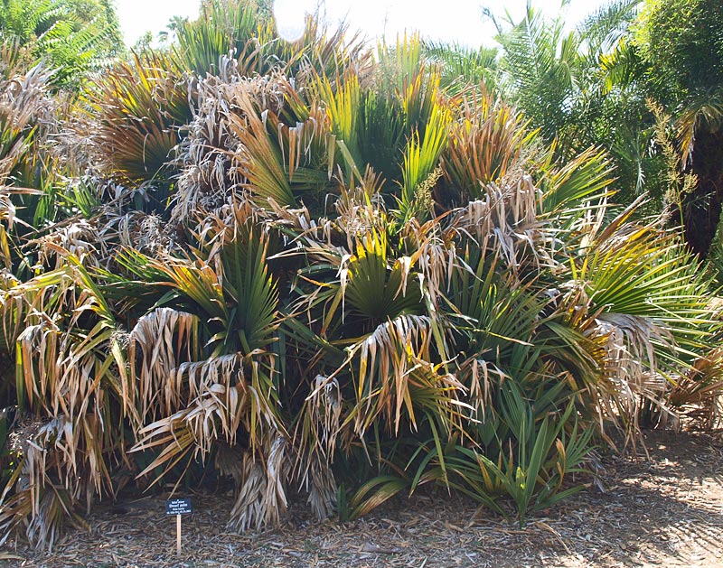   Sabal minor  habit, in unusually large cluster 