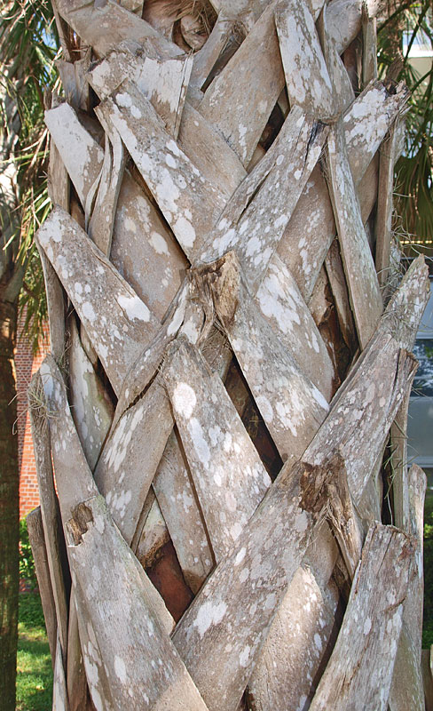   Sabal palmetto  persistent leaf bases attached to stem 
