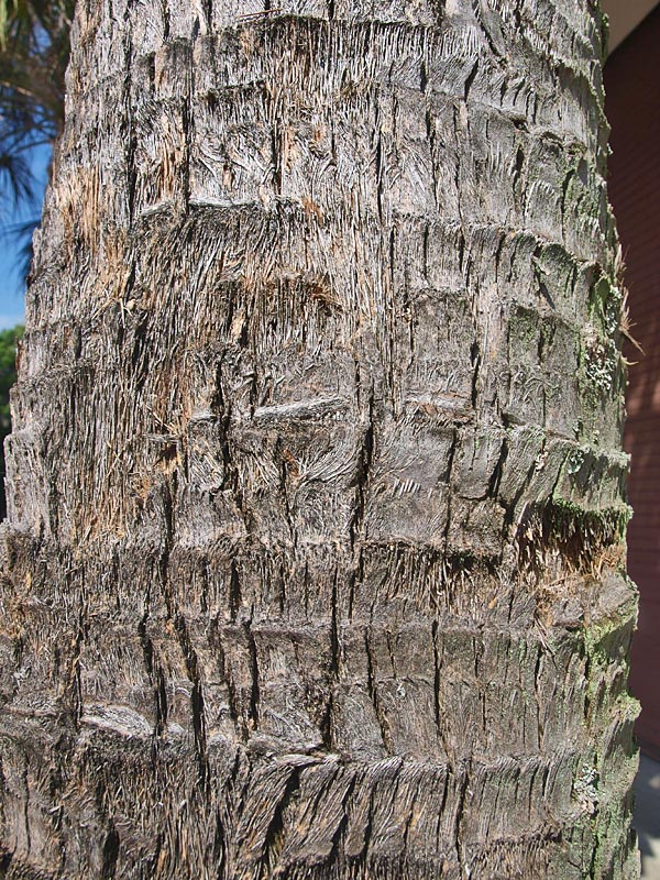   Sabal palmetto  stem with leaf bases no longer attached 