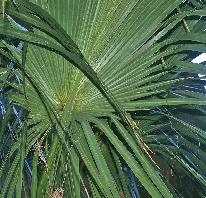   Sabal palmetto  leaf curved by costa 