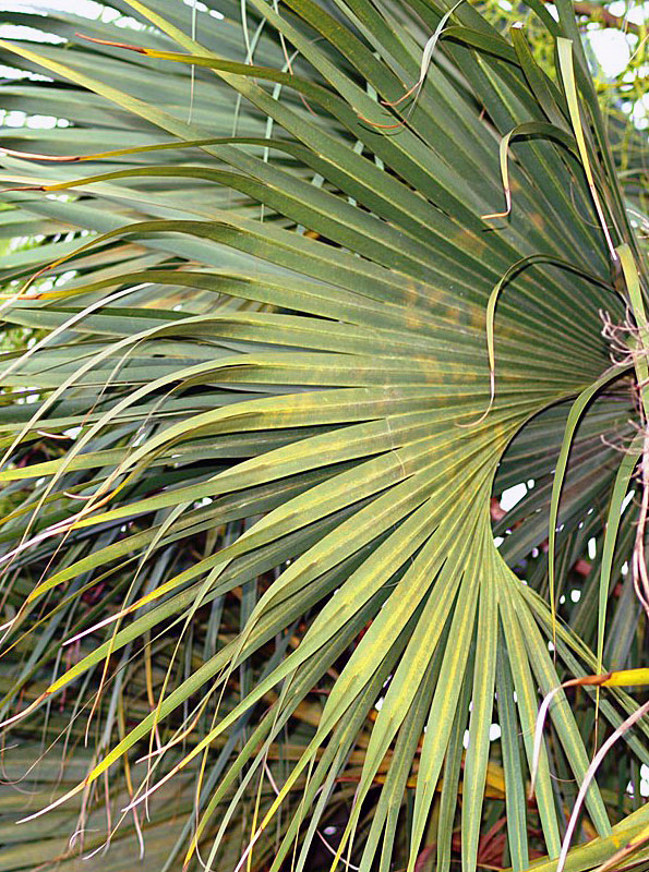   Sabal palmetto  leaf curved by costa 
