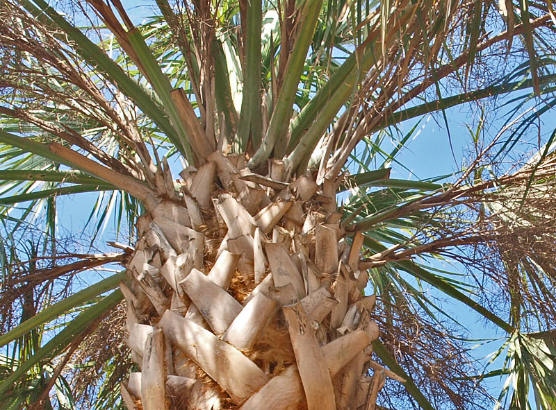   Sabal palmetto  split petioles and leaf bases 