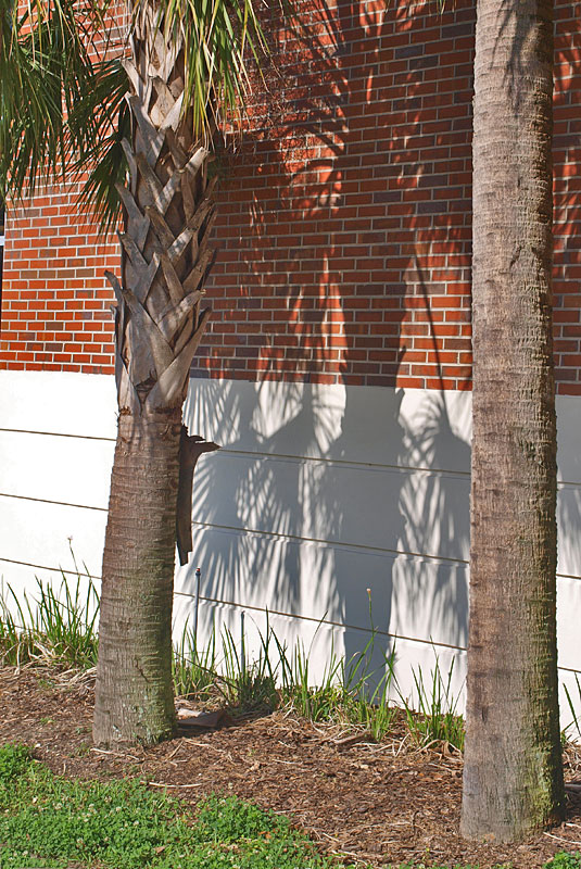   Sabal palmetto  stems with and without old leaf bases 