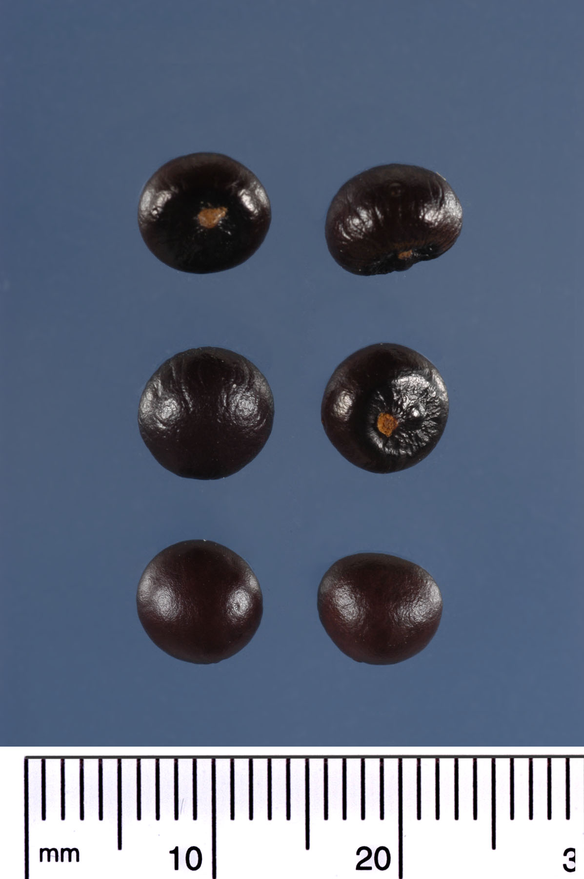   Sabal palmetto  seeds. Photograph courtesy of Mariana P. Beckman, DPI 