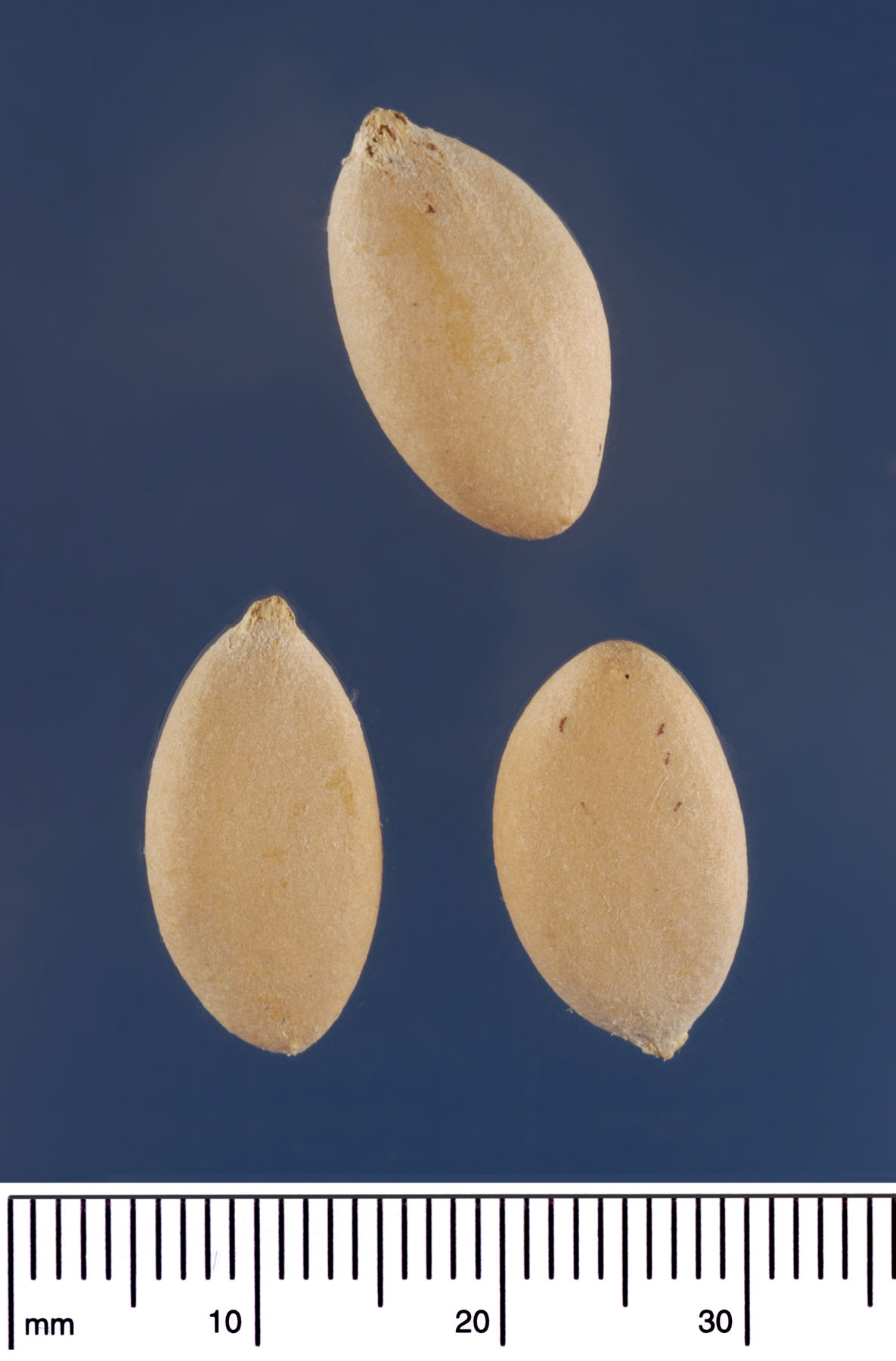   Serenoa repens  seeds. Photograph courtesy of Mariana P. Beckman, DPI 