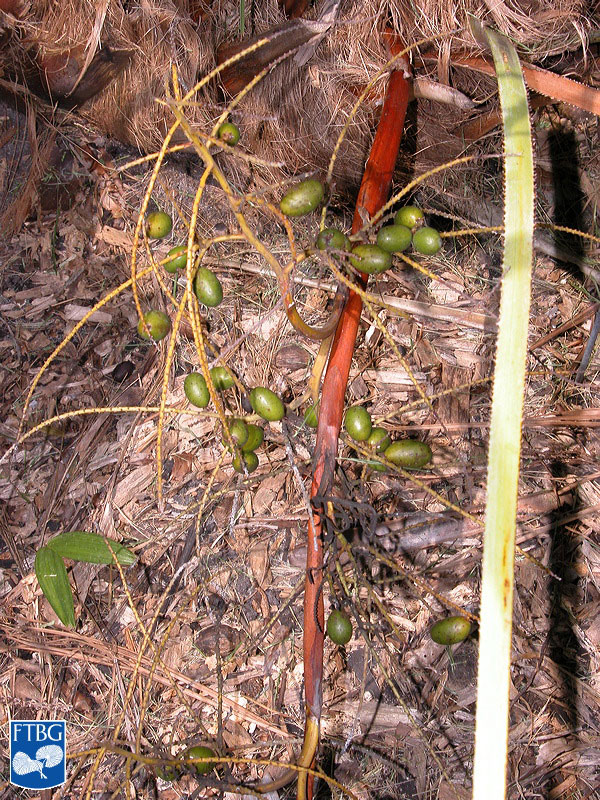   Serenoa repens  fruit. Photograph courtesy of Fairchild Tropical Botanical Garden, Guide to Palms  http://palmguide.org/index.php  