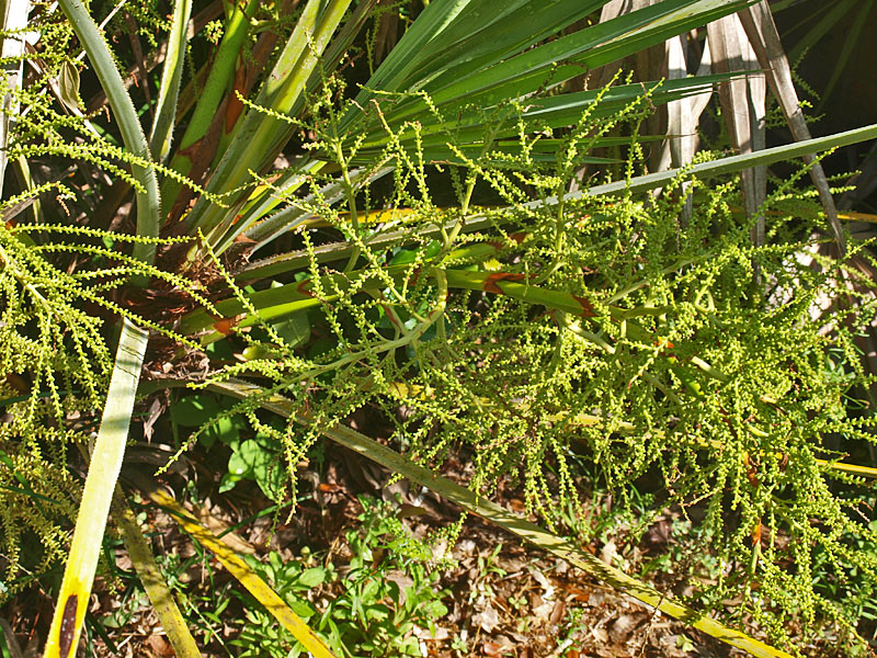   Serenoa repens  inflorescence 