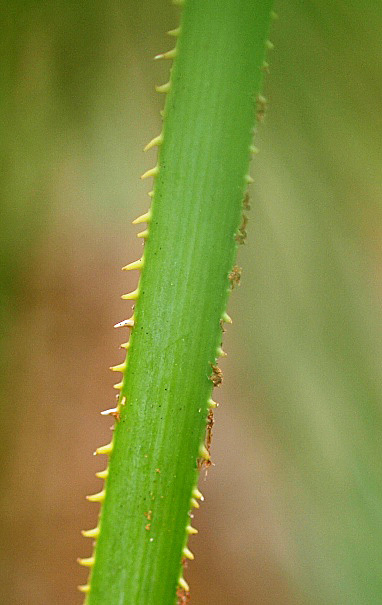   Serenoa repens  