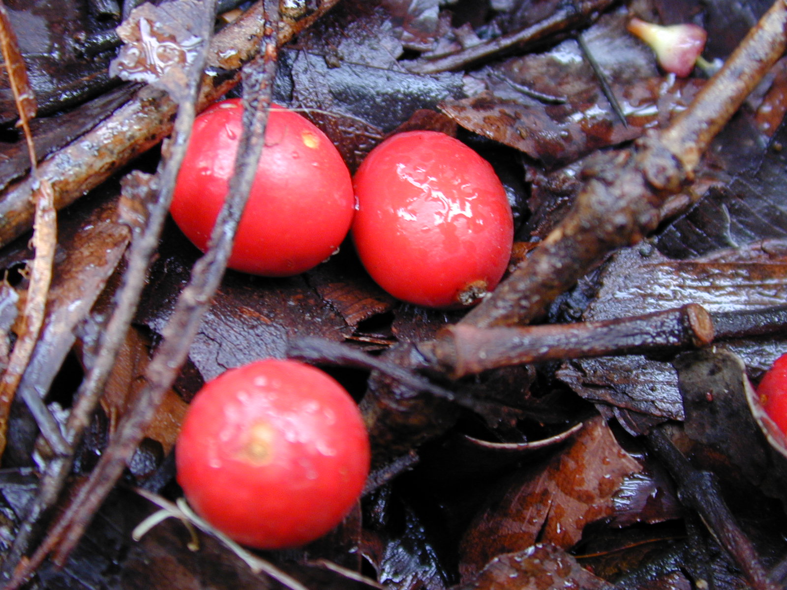   Archontophoenix alexandrae  fruit (Starr Image 001205-0026). Photograph courtesy of Forest amp; Kim Starr,  starrimages@hear.org  