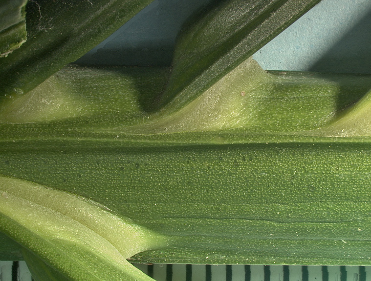   Syagrus romanzoffiana  closer view if segment of leaf rachis (adaxial) and leaflet attachment (mm scale) 