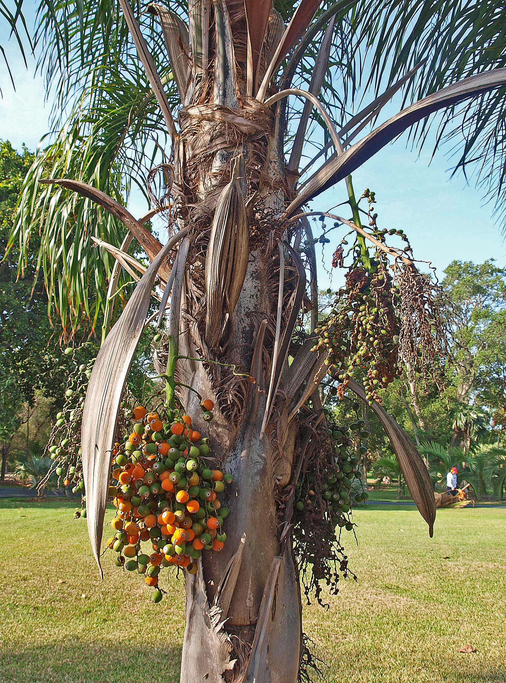   Syagrus romanzoffiana  woody bracts and fruit 