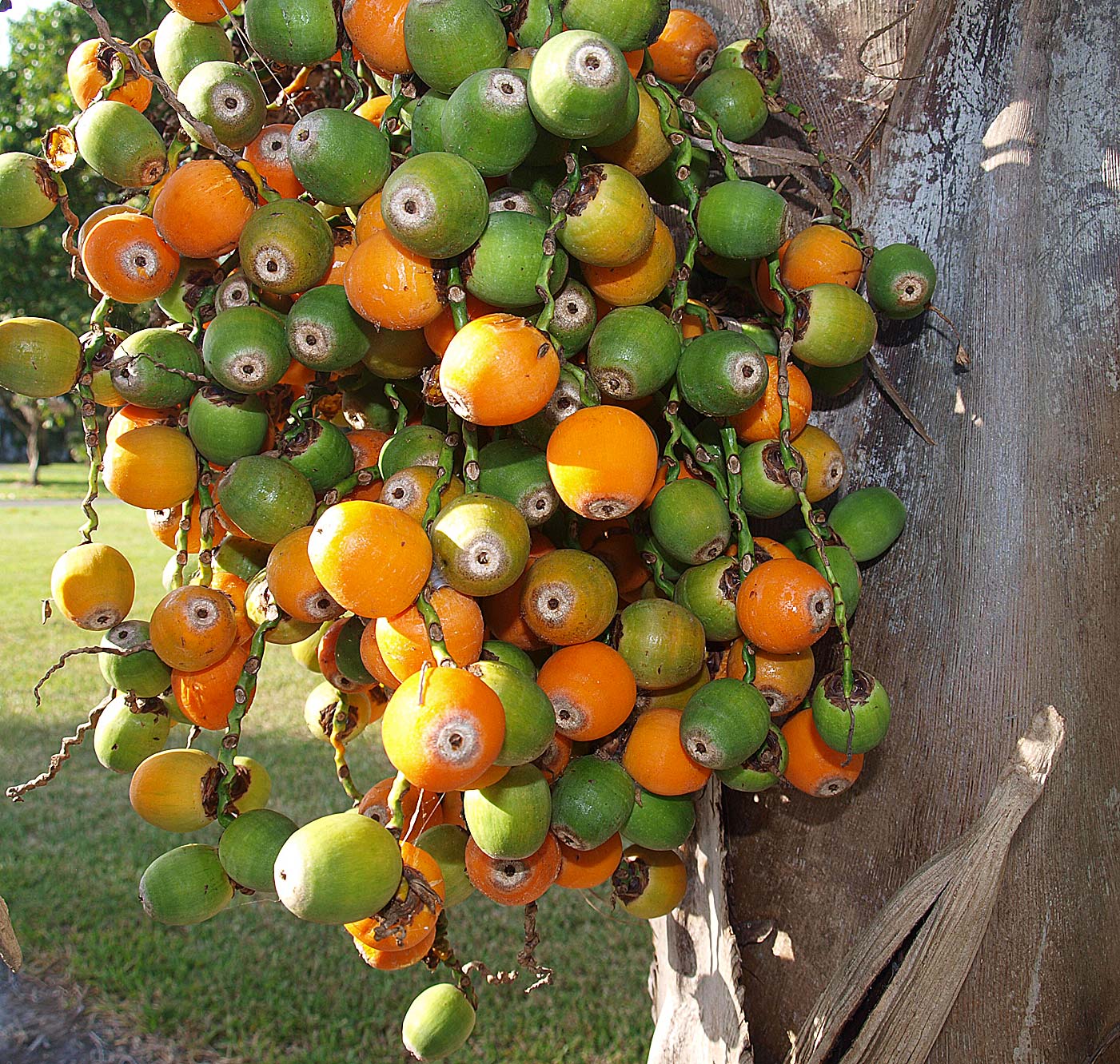  Syagrus romanzoffiana  fruit 